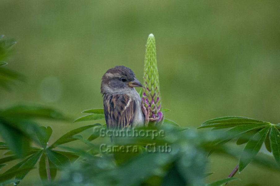 Garden Bird 